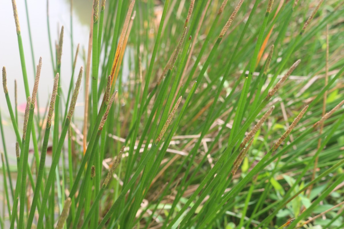 Eleocharis